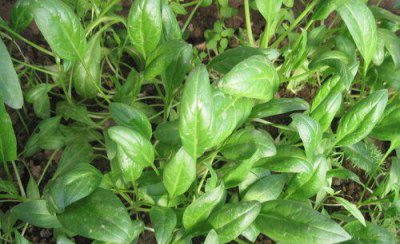 菠菜出苗后不长齐的原因 种植的菠菜出苗率低怎办