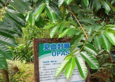 世界上最毒的树叫什么名字 介绍一下全球最危险的树木