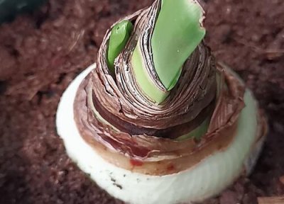 朱顶红12月份剪叶子吗 朱顶红什么时候剪掉全部叶子