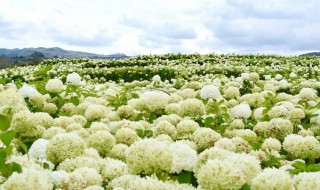贝拉安娜什么季节修剪 贝拉安娜什么时候修剪