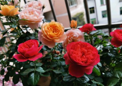 红果汁月季优缺点简介 阳台红色红果汁有香味 长多高