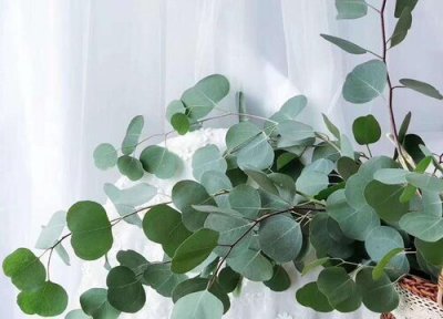 尤加利耐寒 尤加利怎么过冬天