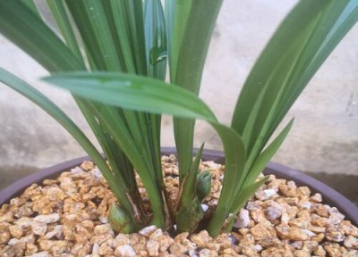 兰花叶子发黄怎么快速处理 兰花叶发黄怎么补救调理