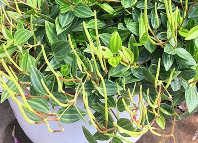 金边翡翠的养殖方法 金边翡翠的养殖方法和注意事项