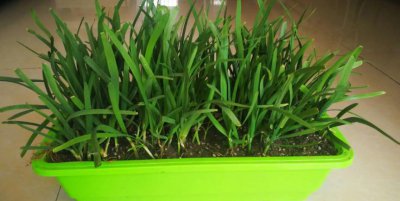 韭菜越长越细什么原因 家里自己种的韭菜为什么越长越小