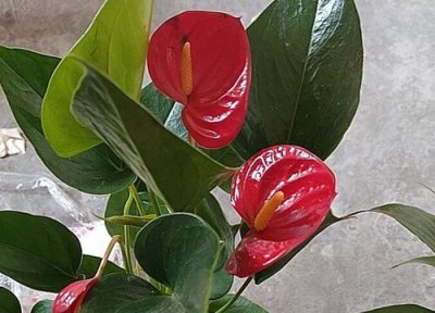 红掌夏季不开花怎么办 红掌长时间不开花是什么原因