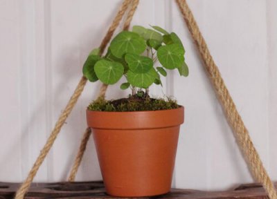 山乌龟植物风水寓意 家里种植山乌龟的风水说法