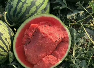 甜王西瓜品种介绍 新品种纯品甜王西瓜高产优质