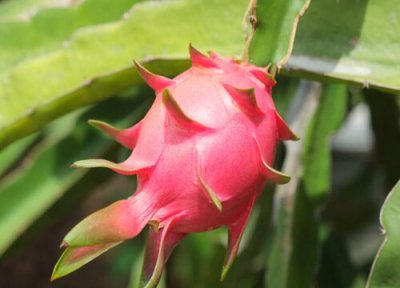 越南气候条件 越南盛产什么水果有名