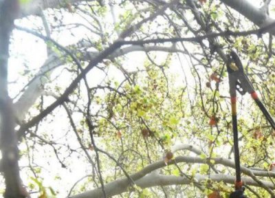 冬天把树剪得只剩树干会死吗 为什么冬天把树枝全剪掉