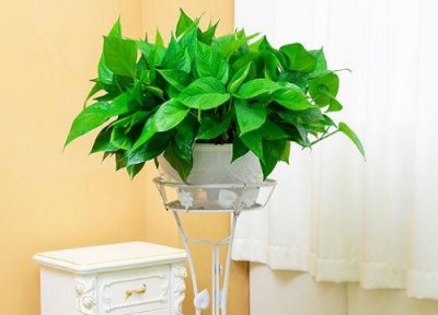 适合室内的净化空气花卉植物 家里放什么花草能净化空气