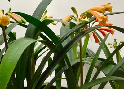 君子兰冬天叶子发黄怎么办 夏季君子兰叶片泛黄如何养护