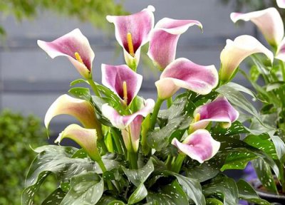 马蹄莲的花期时间 马蹄莲花期是什么时候