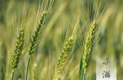 关于小满的唯美句子 有关小满抒发情感的经典文案