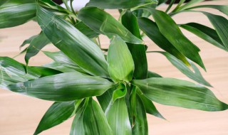 卧室里可以放富贵竹吗 卧室里能不能养富贵竹呢