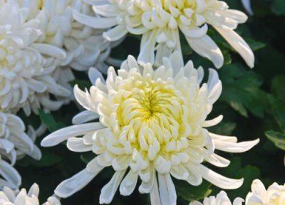 菊花什么季节开花 开花时间