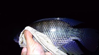 罗非鱼白天好钓还是晚上好钓 为什么晚上容易钓到大罗非