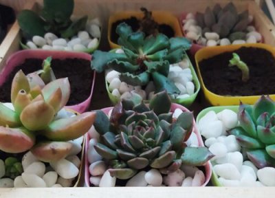 夏天多肉用什么药可以防虫 夏季给多肉杀虫都有哪些方法