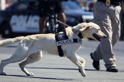 保护主人意识最强的狗而且好看 忠诚度高的狗狗品牌名称