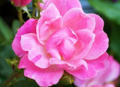 月季小男孩是藤本还是灌木 月季小男孩属于藤本还是灌木