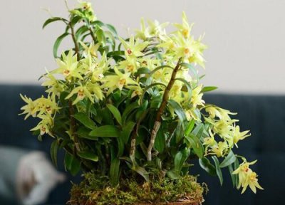 石斛种植条件 石斛栽培技术