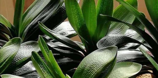 君子兰用什么肥料使它快速长叶