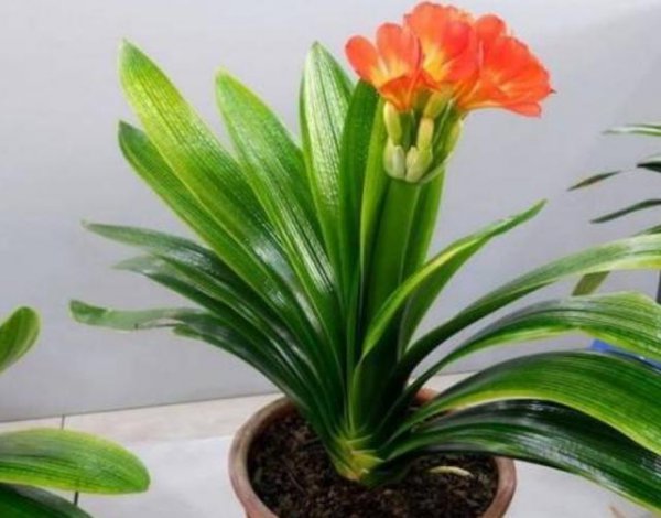 君子兰用什么肥料使它快速长叶