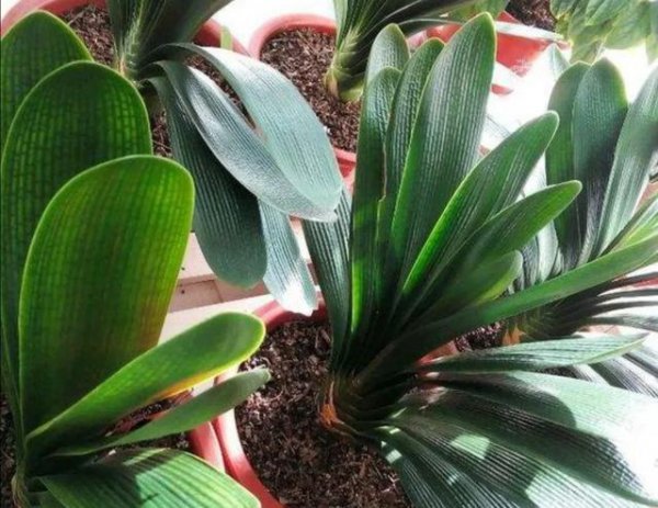 君子兰用什么肥料使它快速长叶