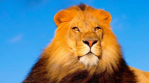 雄狮如何对待自己的女儿