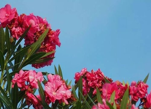 柳叶桃放家里如何管理