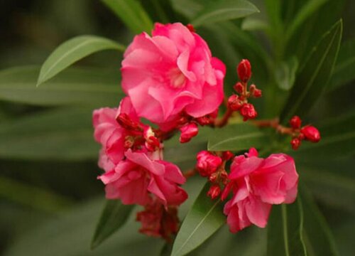 柳叶桃放家里如何管理