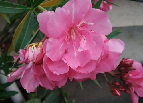 柳叶桃放家里如何管理