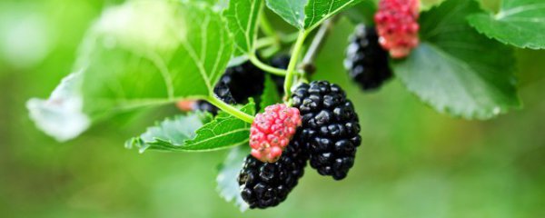 吃桑葚有什么禁忌