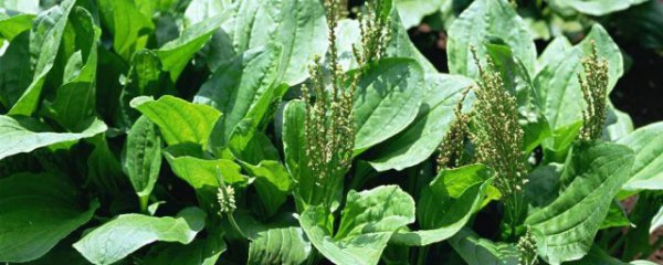 新鲜车前草食用方法