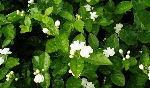 茉莉酸对植物的作用