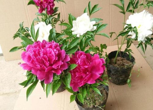 芍药花什么季节栽种