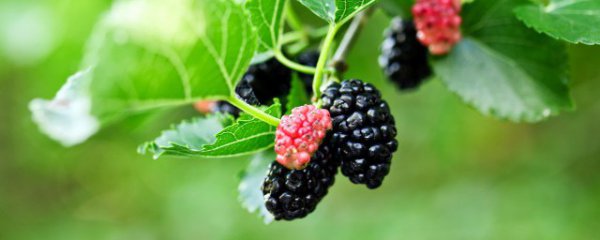 桑果弄在衣服上怎么洗