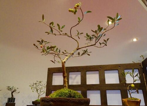 橄榄树扦插生根最快方法