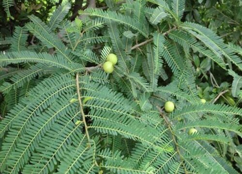 橄榄树扦插生根最快方法