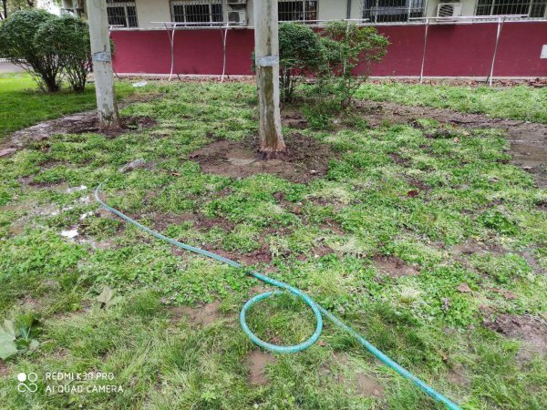 酢浆草和三叶草是一种植物吗