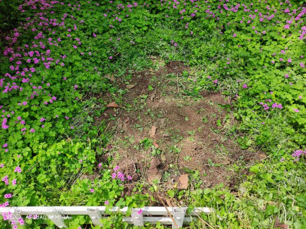 酢浆草和三叶草是一种植物吗