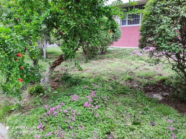 酢浆草和三叶草是一种植物吗