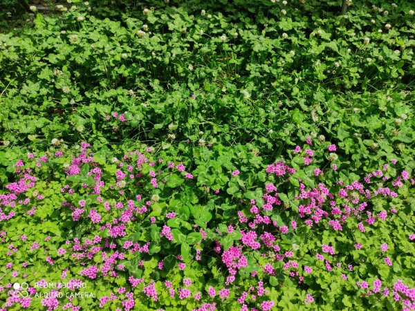 酢浆草和三叶草是一种植物吗