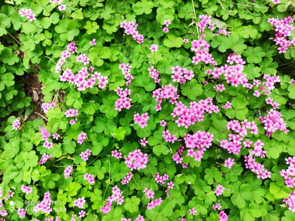 酢浆草和三叶草是一种植物吗