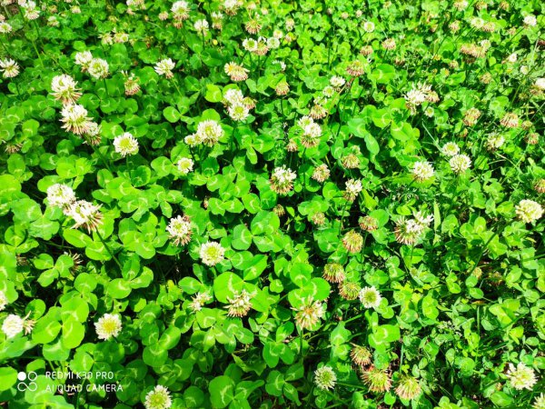酢浆草和三叶草是一种植物吗