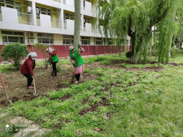 酢浆草和三叶草是一种植物吗