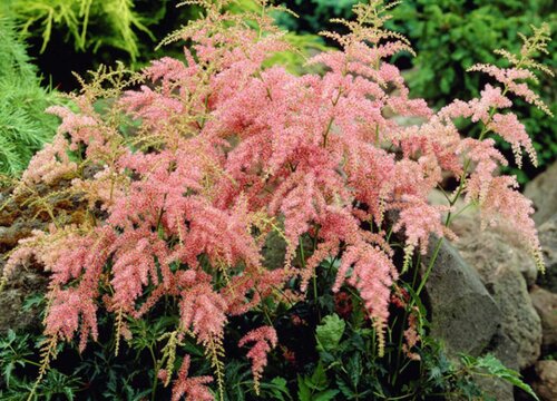 落新妇耐寒多少度