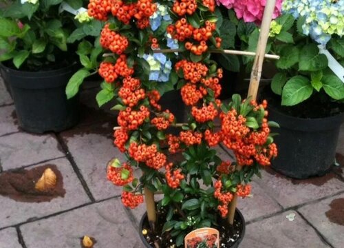 修剪吉祥果需要注意的事项