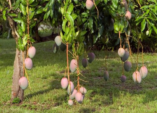 马来西亚盛产什么水果有名