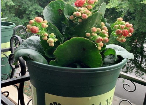 秋天长寿花养护忌讳